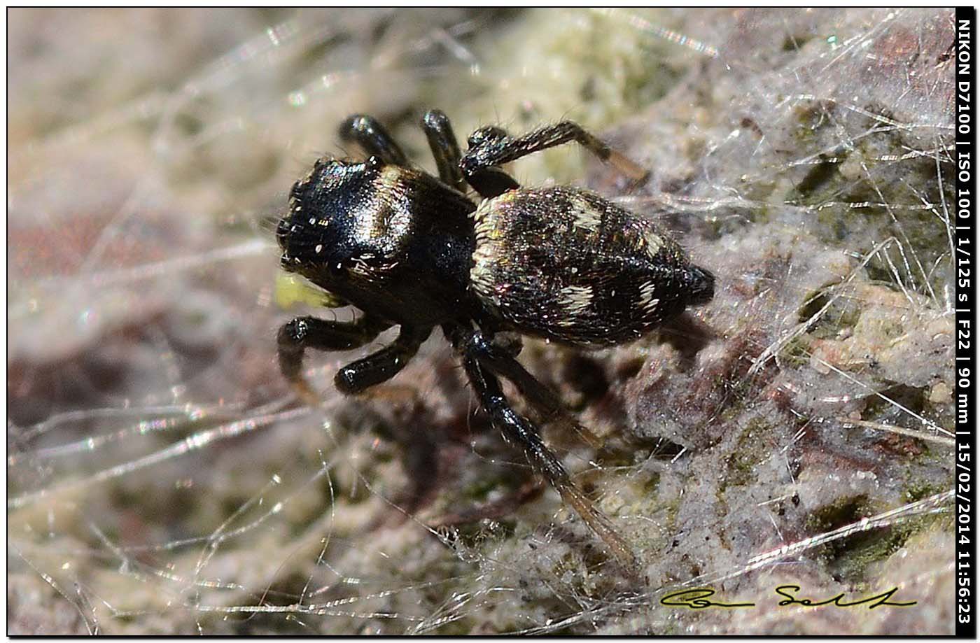 Heliophanus sp. da Alghero (SS)